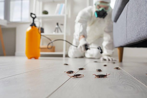Commercial Kitchen Cockroach Control in Ravenna